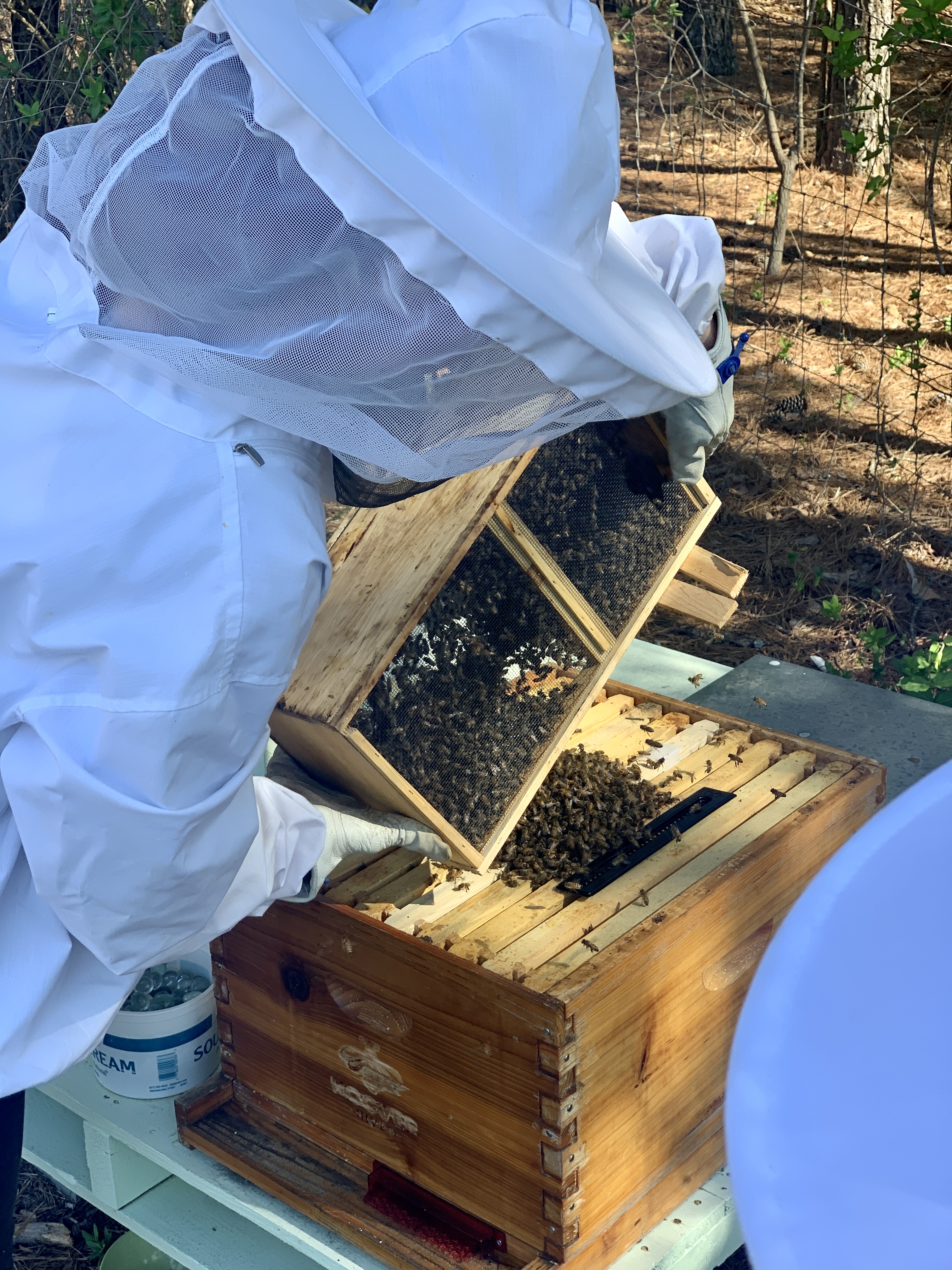 Bees 23